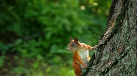 Squirrel look around Stock Footage 12209122