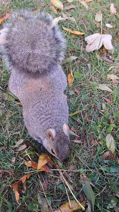 Squirrel Look for Food Stock Footage 292288279