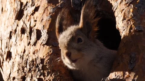 Squirrel look up from the hollow close-up Stock Footage 269228116
