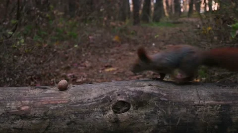 Squirrel looking for and finding a nut in the autumn forest. Stock Footage 165836102