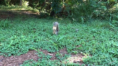 Squirrel Looking around 库存影片 92907334