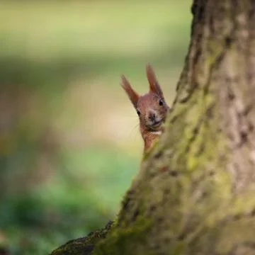 Squirrel looking from behind a tree. Stock Photos