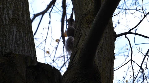 Squirrel looking into camera and running up a tree afterwards Stock Footage 90487255