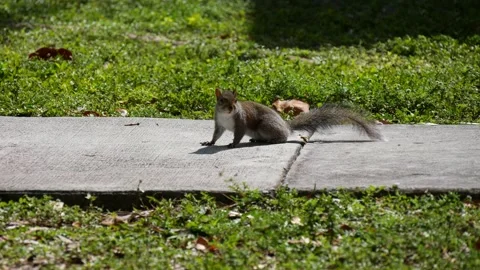 Squirrel Looking at the Camera and Running Away Stock Footage 231021094