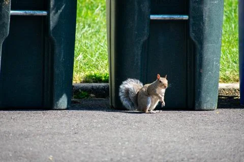 A Squirrel Looking at the Camera On a Blacktop Driveway In Front of a Trash C Stock Photos