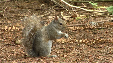 Squirrel looking at camera Stock Footage 24791651