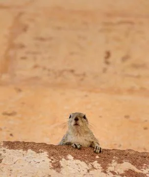 Squirrel looking at camera Stock Photos