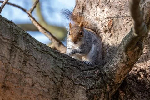 Squirrel Looking at the Camera Stock-Fotos
