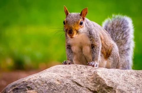 Squirrel Looking at Camera on Rock Stock Photos
