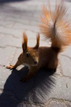 Squirrel looking at camera on the sidewalk. Stock Photos