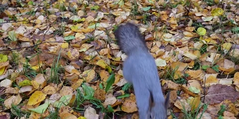 The squirrel is looking at the camera. Slow motion. Stock Footage 235788619