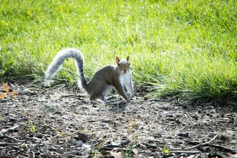 Squirrel looking at camera in sunlight Stock Photos