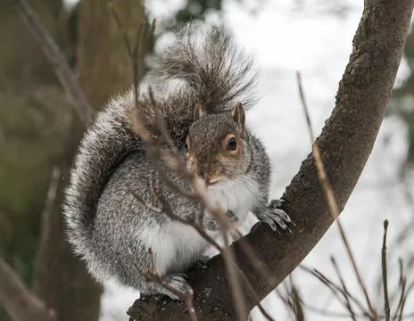 Squirrel looking at camera from tree in winter Stock Photos