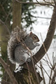 Squirrel looking at camera from tree in winter Stock Photos