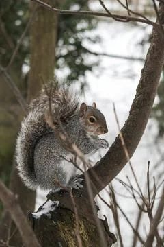 Squirrel looking at camera from tree in winter Stock Photos
