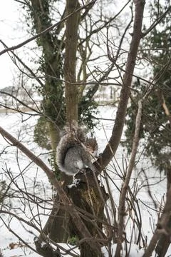 Squirrel looking at camera from tree in winter Stock Photos