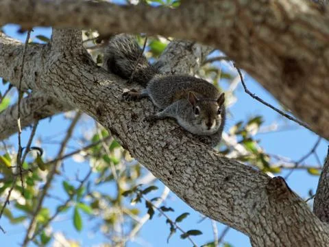 Squirrel Looking Down Stock Photos
