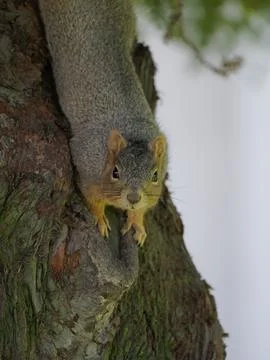 Squirrel looking down on tree Stock Photos