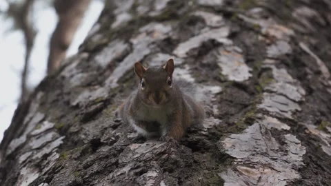 Squirrel Looking Down from a Tree Trunk Before Running Away Stock Footage 329122070