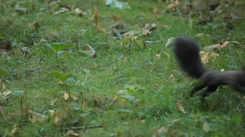 Squirrel Looking, Eating, Running, Searching for Winter Season in Autumn Day Stock Footage 8846075