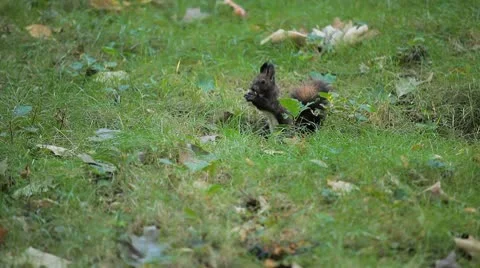 Squirrel Looking, Eating, Running, Searching for Winter Season in Autumn Day Stock Footage 8846087