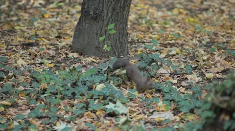 Squirrel Looking, Eating, Running, Searching for Winter Season in Autumn Day Stock Footage 8846098
