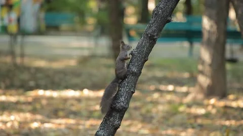 Squirrel Looking, Eating, Running, Searching for Winter Season in Autumn Day Stock Footage 8846101
