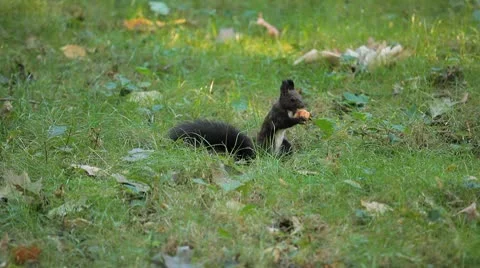 Squirrel Looking, Eating, Running, Searching for Winter Season in Autumn Day Stock Footage 8846112