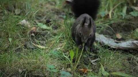 Squirrel Looking, Eating, Running, Searching for Winter Season in Autumn Day Stock Footage 8846113