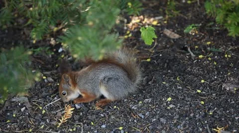 Squirrel Looking, Eating, Running, Searching for Winter Season in Autumn Day Stock Footage 8846115