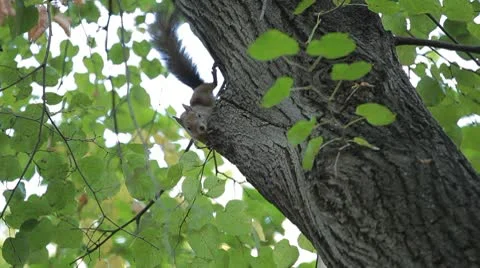 Squirrel Looking, Eating, Running, Searching for Winter Season in Autumn Day Stock Footage 8846117