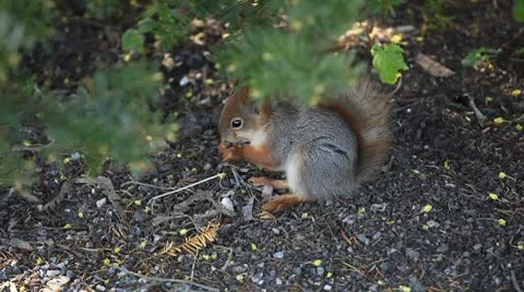 Squirrel Looking, Eating, Running, Searching for Winter Season in Autumn Day Stock Footage 8846133