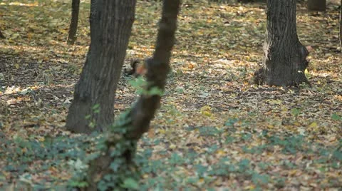 Squirrel Looking, Eating, Running, Searching for Winter Season in Autumn Day Stock Footage 8846140