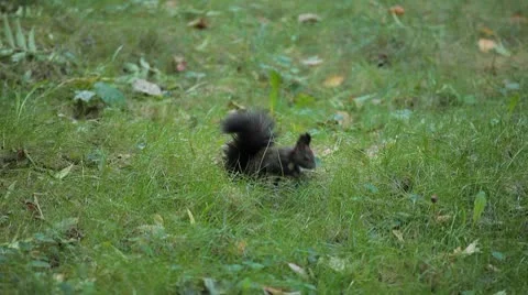 Squirrel Looking, Eating, Running, Searching for Winter Season in Autumn Day Stock Footage 8846148