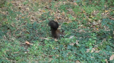 Squirrel Looking, Eating, Running, Searching for Winter Season in Autumn Day Stock Footage 8846160