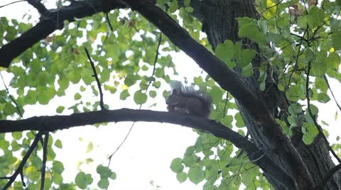 Squirrel Looking, Eating, Running, Searching for Winter Season in Autumn Day Stock Footage 8846168