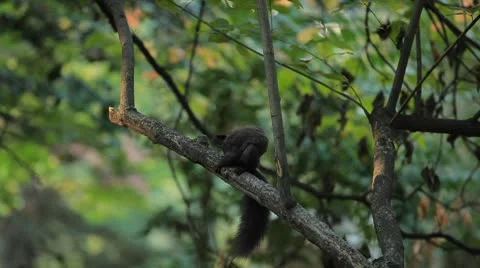Squirrel Looking, Eating, Running, Searching for Winter Season in Autumn Day Stock Footage 8846169