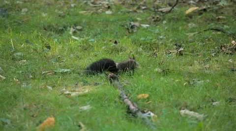 Squirrel Looking, Eating, Running, Searching for Winter Season in Autumn Day Stock Footage 8846173