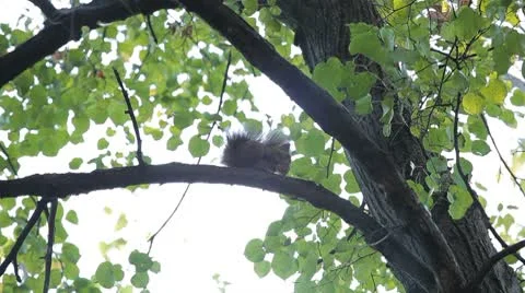 Squirrel Looking, Eating, Running, Searching for Winter Season in Autumn Day Stock Footage 8846179