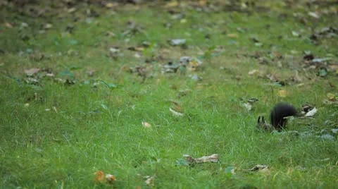 Squirrel Looking, Eating, Running, Searching for Winter Season in Autumn Day Stock Footage 8846180