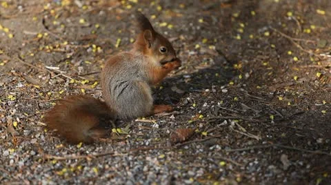 Squirrel Looking, Eating, Running, Searching for Winter Season in Autumn Day Video stock 8846183