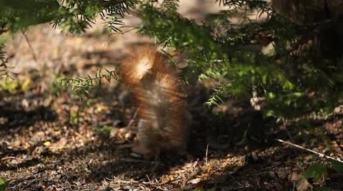 Squirrel Looking, Eating, Running, Searching for Winter Season in Autumn Day Stock Footage 8846196