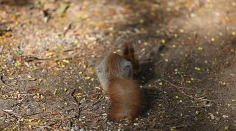 Squirrel Looking, Eating, Running, Searching for Winter Season in Autumn Day Stock Footage 8846199