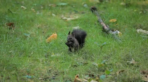 Squirrel Looking, Eating, Running, Searching for Winter Season in Autumn Day Stock Footage 8846200