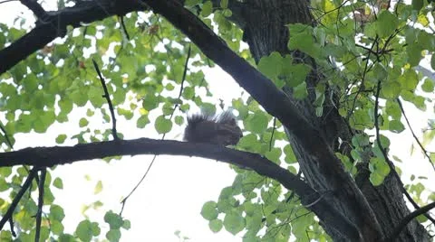 Squirrel Looking, Eating, Running, Searching for Winter Season in Autumn Day Stock Footage 8846204