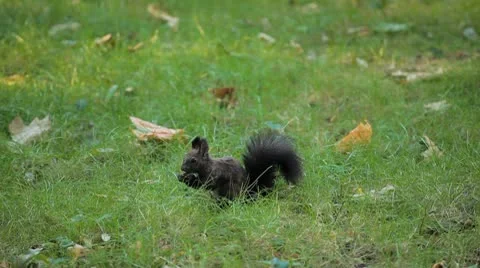Squirrel Looking, Eating, Running, Searching for Winter Season in Autumn Day Stock Footage 8846210