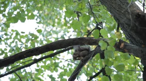 Squirrel Looking, Eating, Running, Searching for Winter Season in Autumn Day Stock Footage 8846214