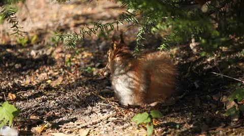 Squirrel Looking, Eating, Running, Searching for Winter Season in Autumn Day Stock Footage 8846222