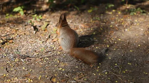 Squirrel Looking, Eating, Running, Searching for Winter Season in Autumn Day Stock Footage 8846223