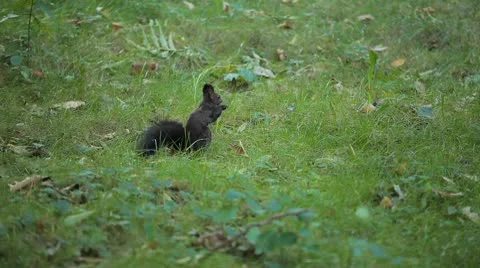 Squirrel Looking, Eating, Running, Searching for Winter Season in Autumn Day Stock Footage 8846224